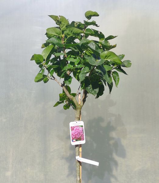 Syringa vulgaris 'Sensation' 120cm kmienok